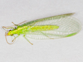 Chrysoperla lucasina
